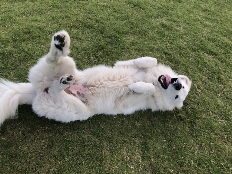 Looney “Chik’in Mini Bandit” Bear, a Great Pyrenees tested with EmbarkVet.com