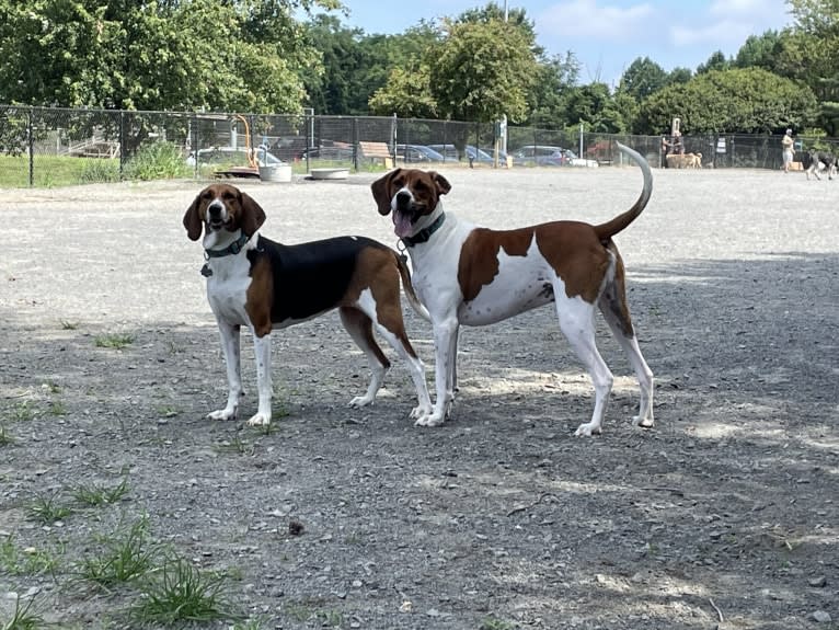 Roxy, a Treeing Walker Coonhound tested with EmbarkVet.com