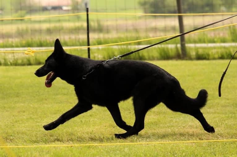 Booth vom Wahrsten, a German Shepherd Dog tested with EmbarkVet.com