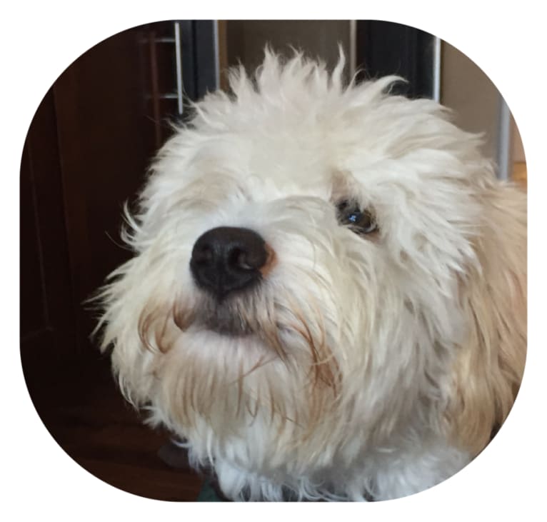 BONO, a Poodle (Small) and Beagle mix tested with EmbarkVet.com