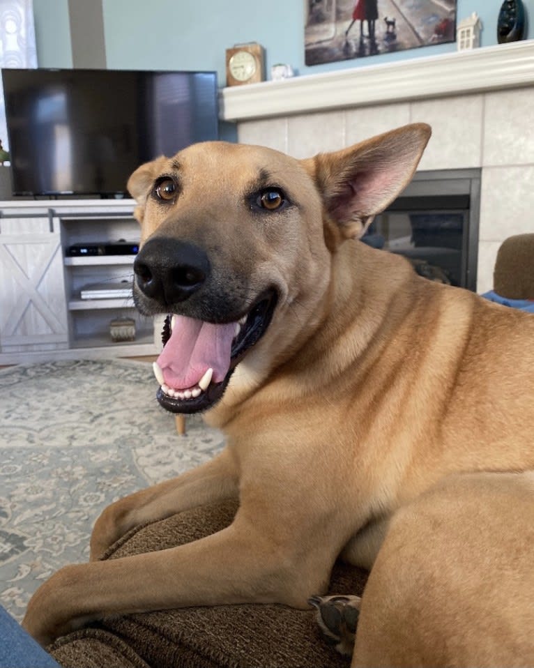 Braum, a German Shepherd Dog and Chow Chow mix tested with EmbarkVet.com