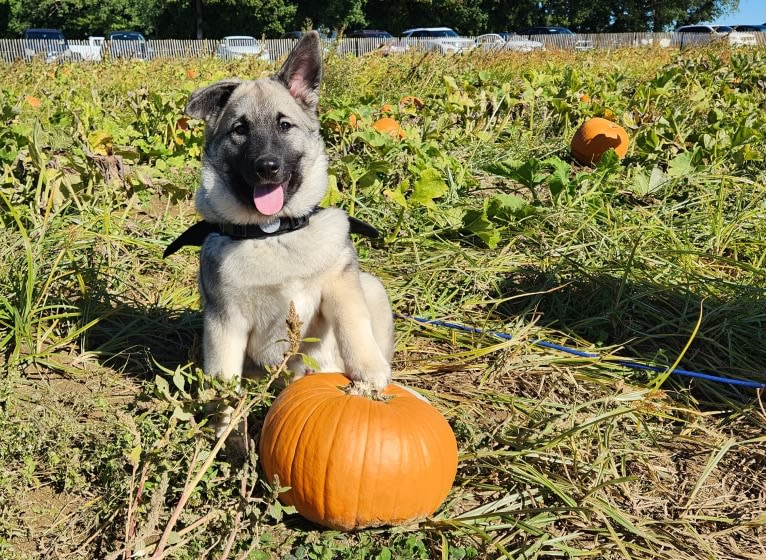 Ianto, a Norwegian Elkhound tested with EmbarkVet.com