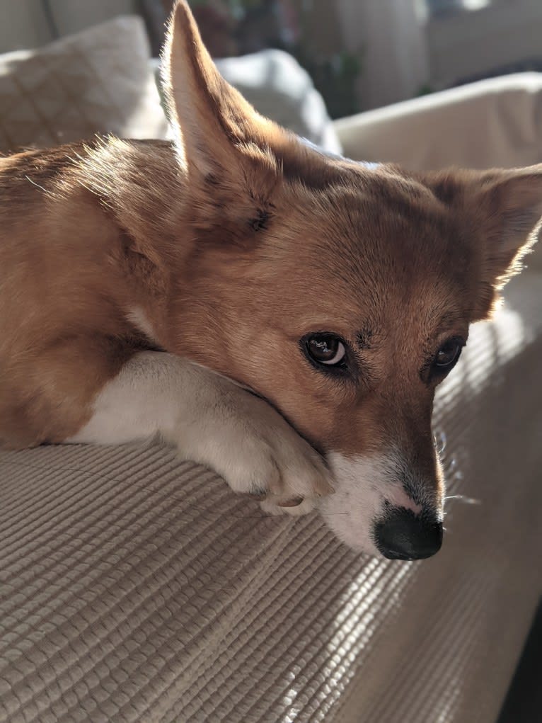 Fleur, a Pembroke Welsh Corgi tested with EmbarkVet.com