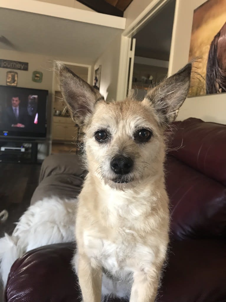 Kenzie, a Chihuahua and Poodle (Small) mix tested with EmbarkVet.com