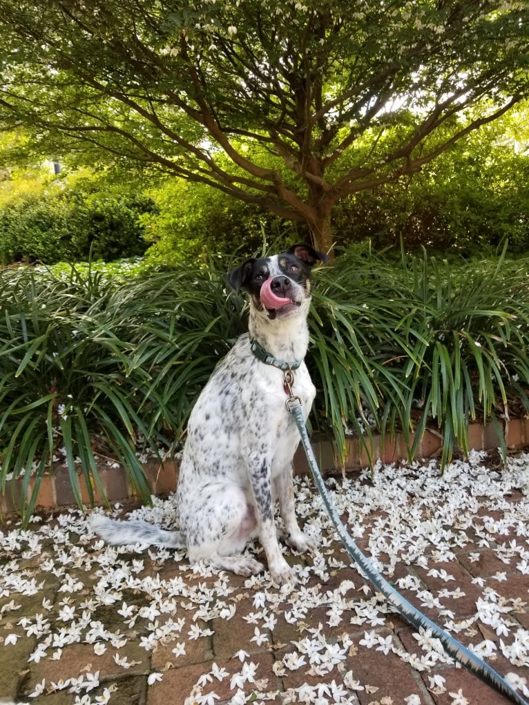 Bear, an American Village Dog tested with EmbarkVet.com