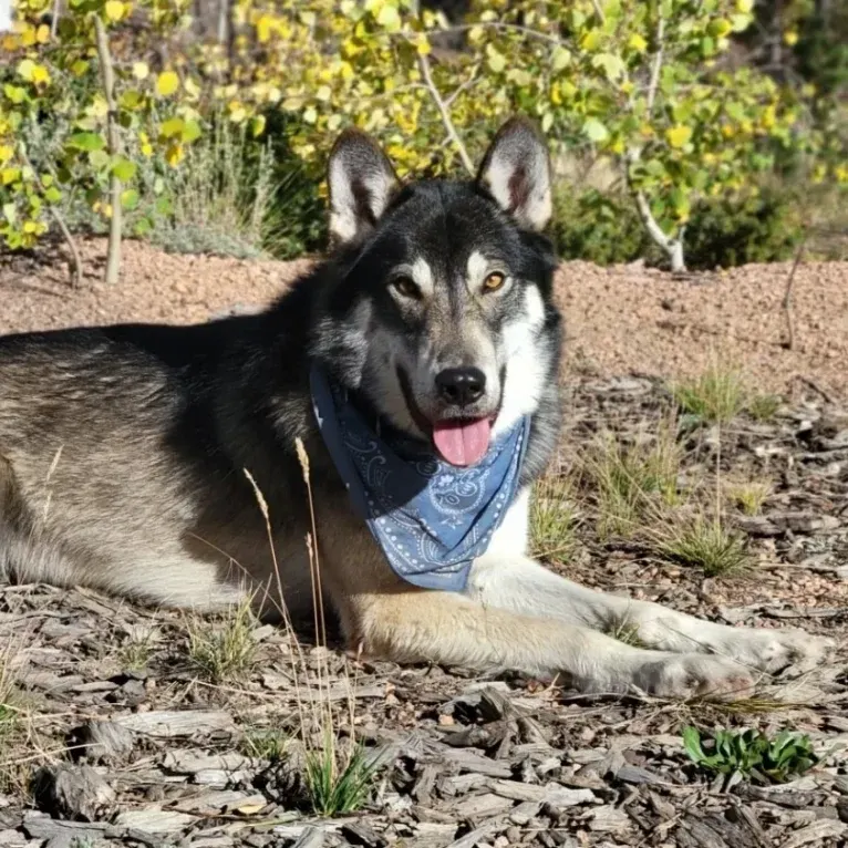 Lakota a dog tested with EmbarkVet.com