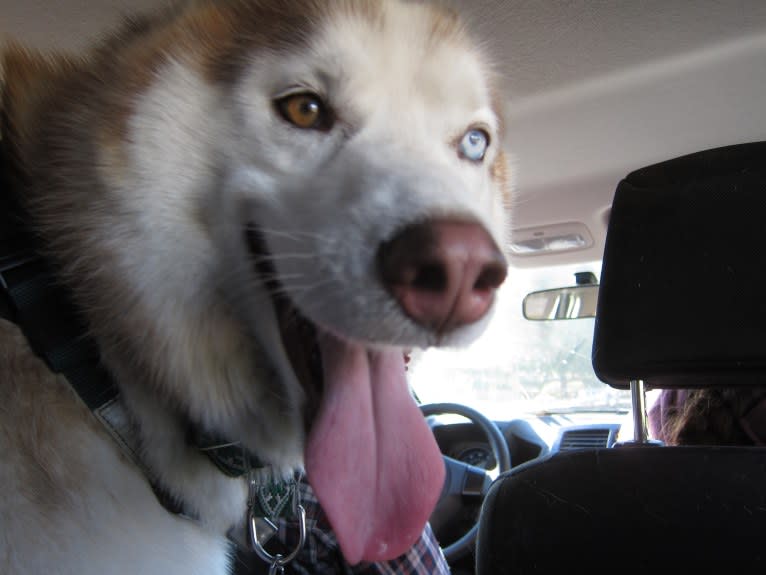 Leo, a Siberian Husky tested with EmbarkVet.com