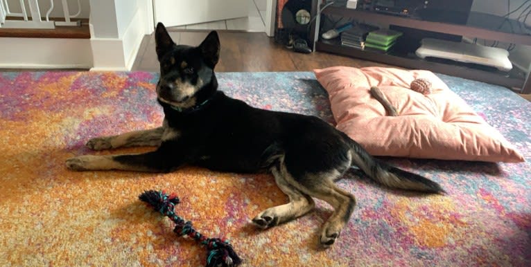 Rome, a Siberian Husky and Labrador Retriever mix tested with EmbarkVet.com