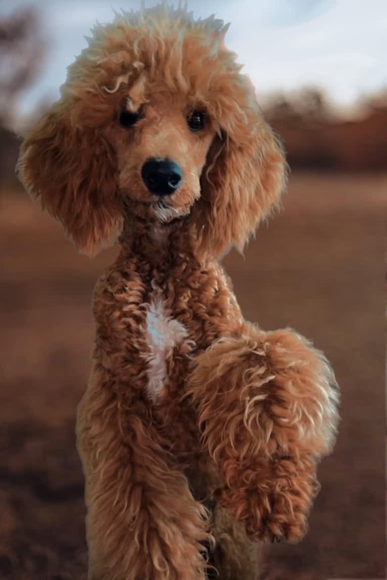 Rocky, a Poodle tested with EmbarkVet.com