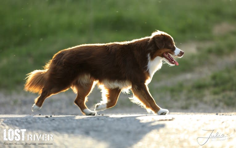 Nyko, an Australian Shepherd tested with EmbarkVet.com