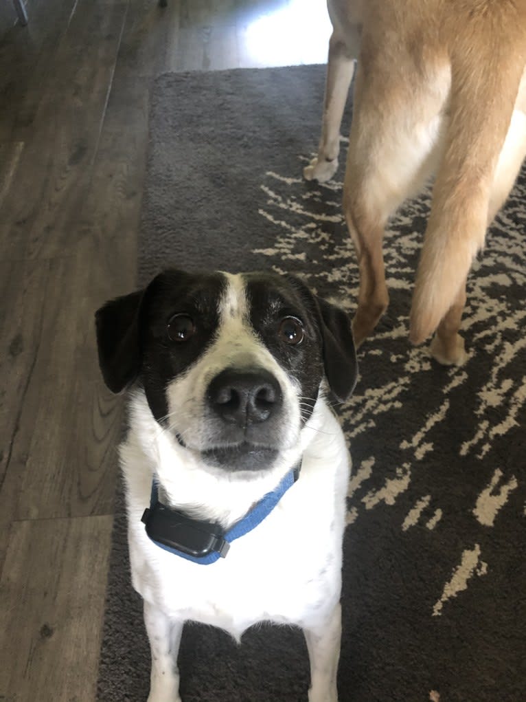 Jack, a Russell-type Terrier and Mountain Cur mix tested with EmbarkVet.com