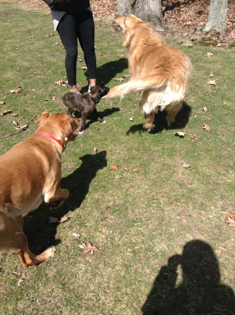 Murray, a Boxer tested with EmbarkVet.com