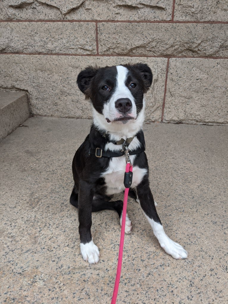 Oreo, an American Pit Bull Terrier and Mountain Cur mix tested with EmbarkVet.com