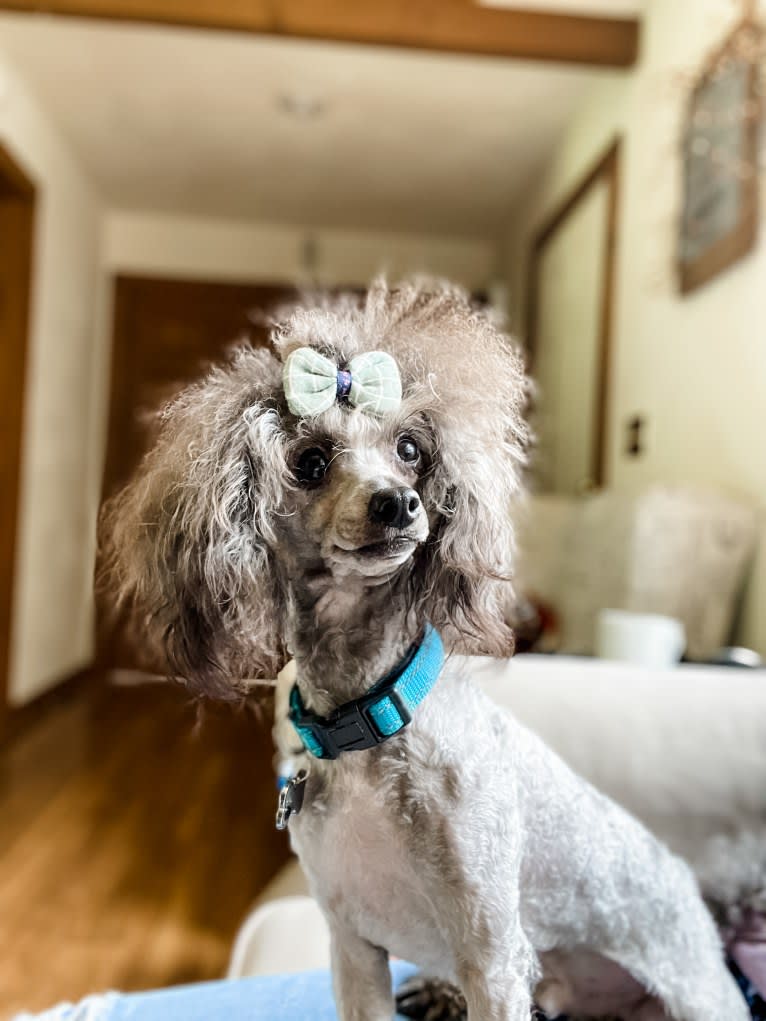 Petey, a Poodle (Small) tested with EmbarkVet.com