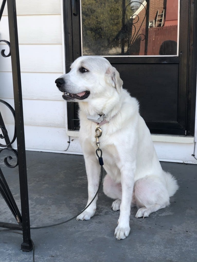 Neva, a Great Pyrenees tested with EmbarkVet.com