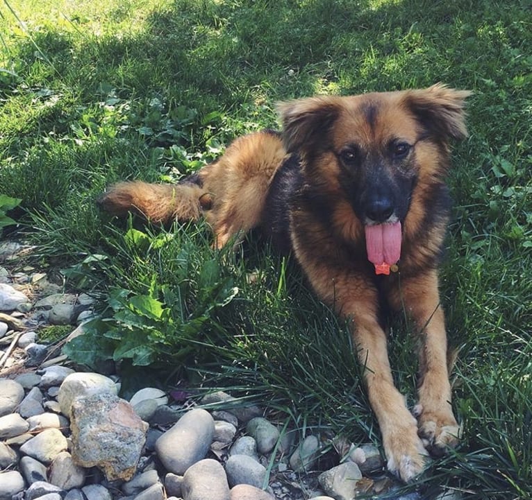 Max, a German Shepherd Dog and Labrador Retriever mix tested with EmbarkVet.com