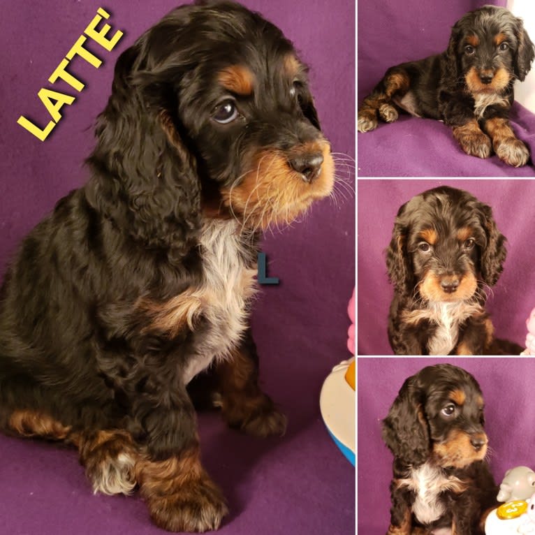 LATTE, a Cockapoo tested with EmbarkVet.com