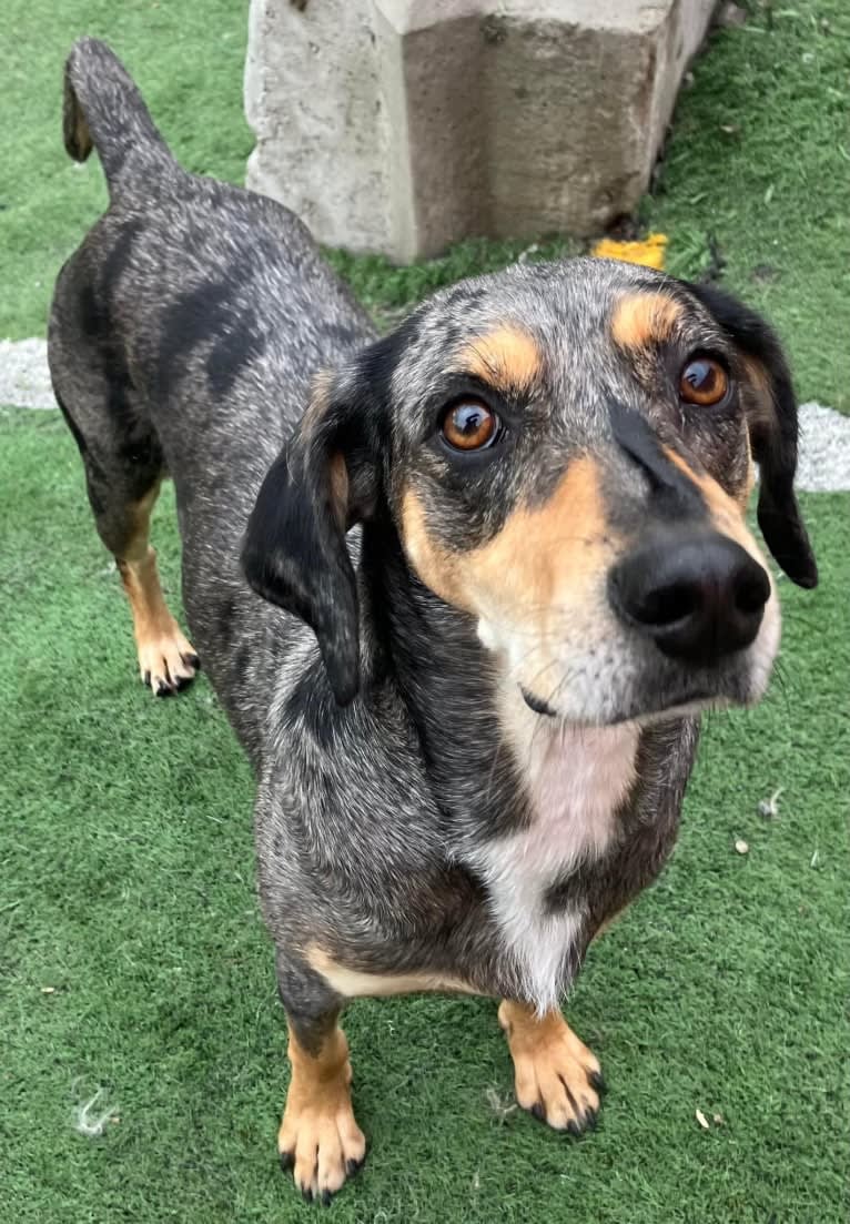 Winnie, an American Leopard Hound tested with EmbarkVet.com