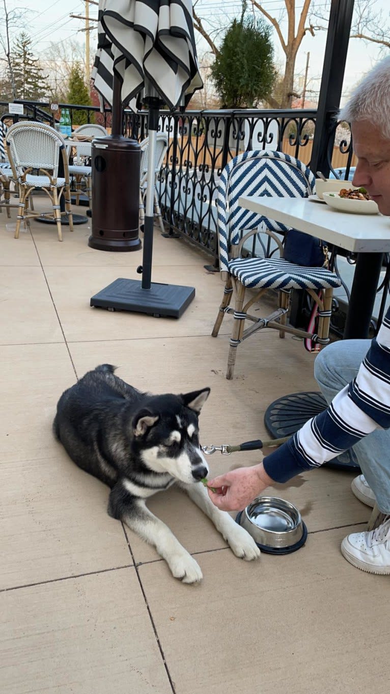 Rocket, a Siberian Husky and Alaskan Malamute mix tested with EmbarkVet.com