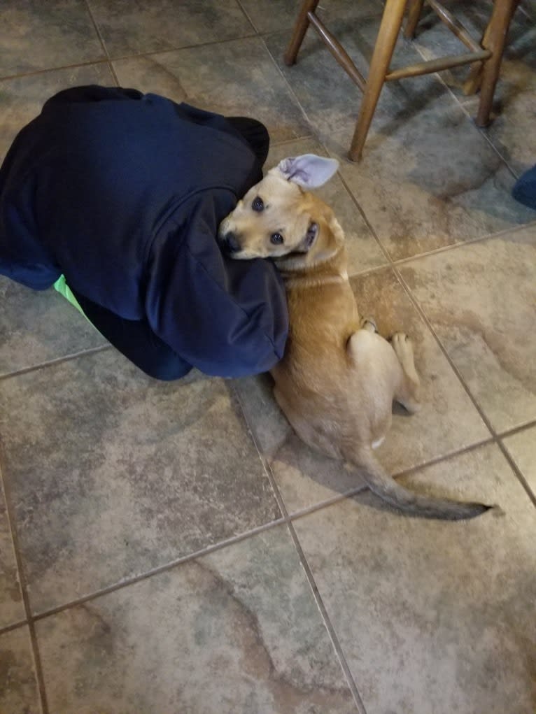 Renji, an American Pit Bull Terrier and Labrador Retriever mix tested with EmbarkVet.com