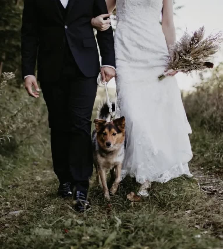 Joon, a Shetland Sheepdog and Australian Cattle Dog mix tested with EmbarkVet.com