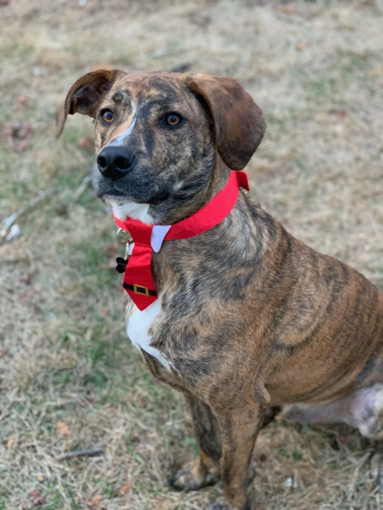 Whiskey, a Mountain Cur tested with EmbarkVet.com