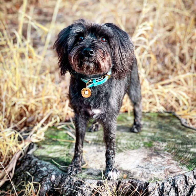 Poppy, a Miniature Schnauzer tested with EmbarkVet.com