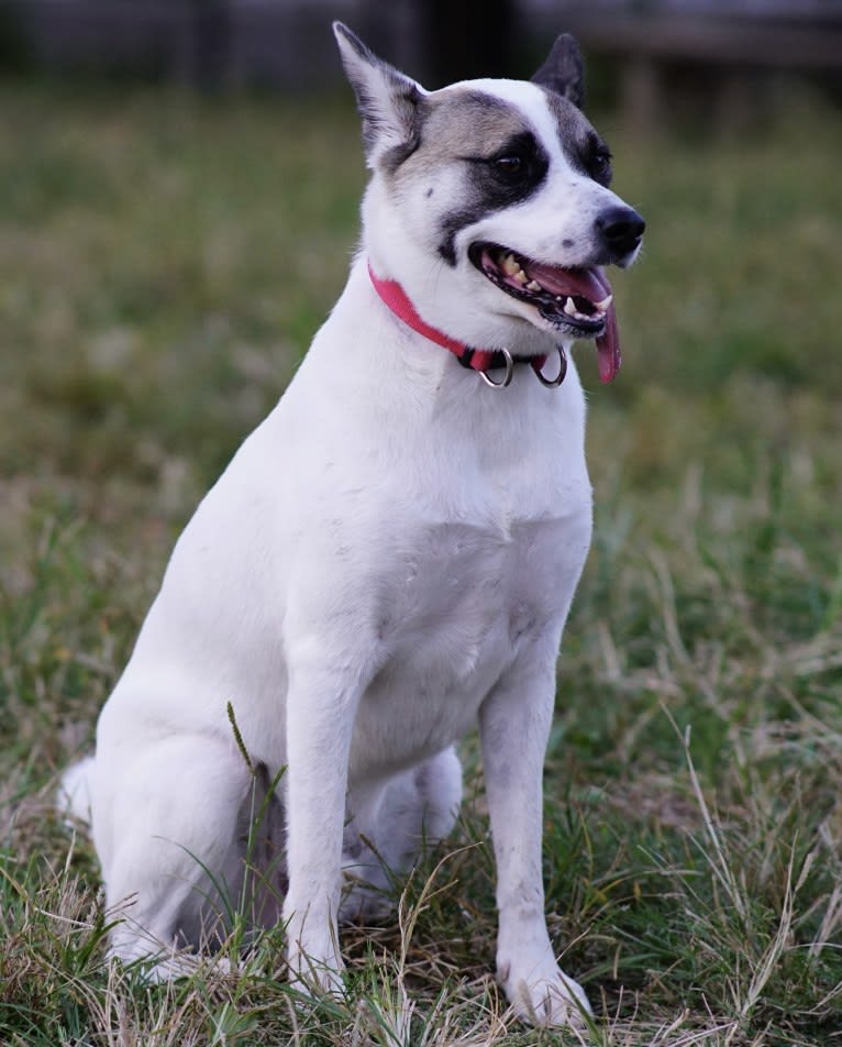 LEO, a Japanese or Korean Village Dog tested with EmbarkVet.com