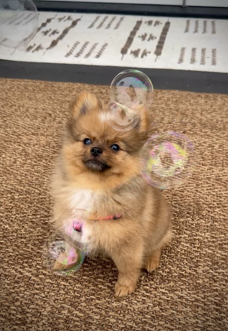 Pearl, a Pomeranian and German Spitz mix tested with EmbarkVet.com