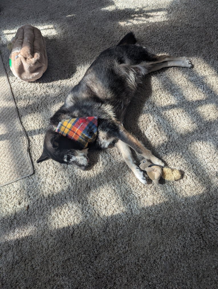 Betty, a Southeast Asian Village Dog tested with EmbarkVet.com
