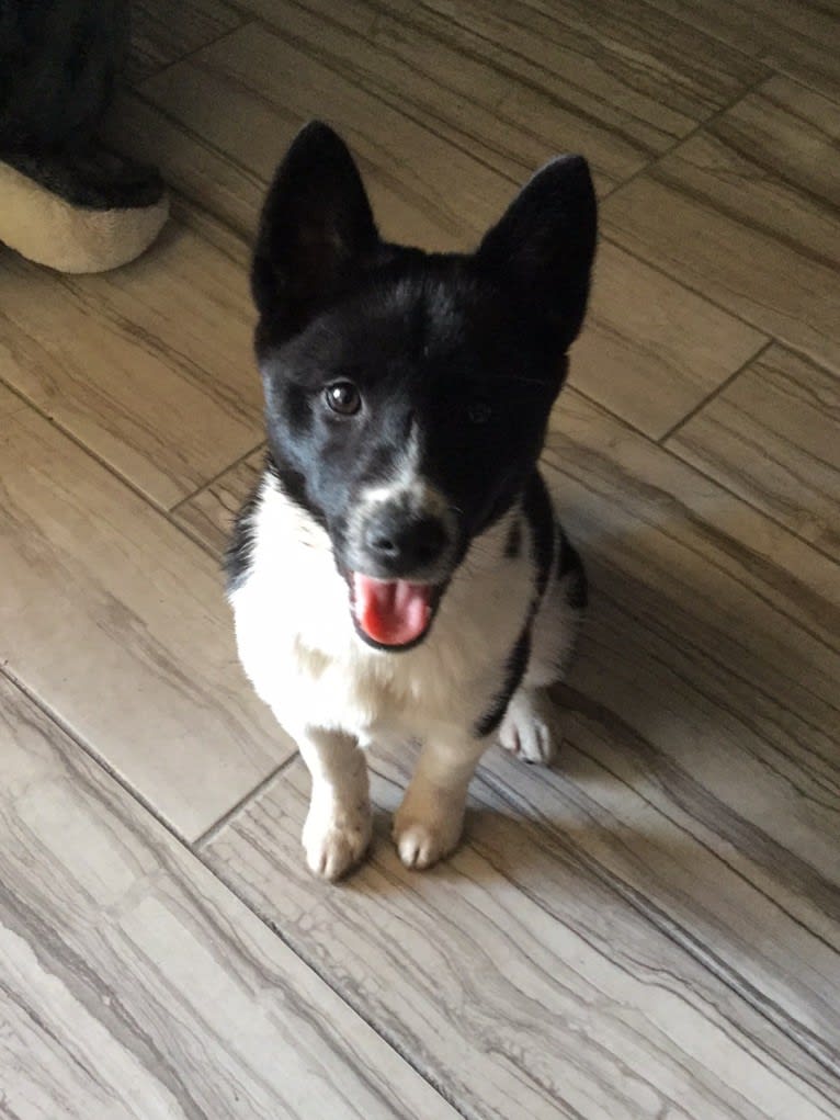 Oreo, a Shiba Inu tested with EmbarkVet.com