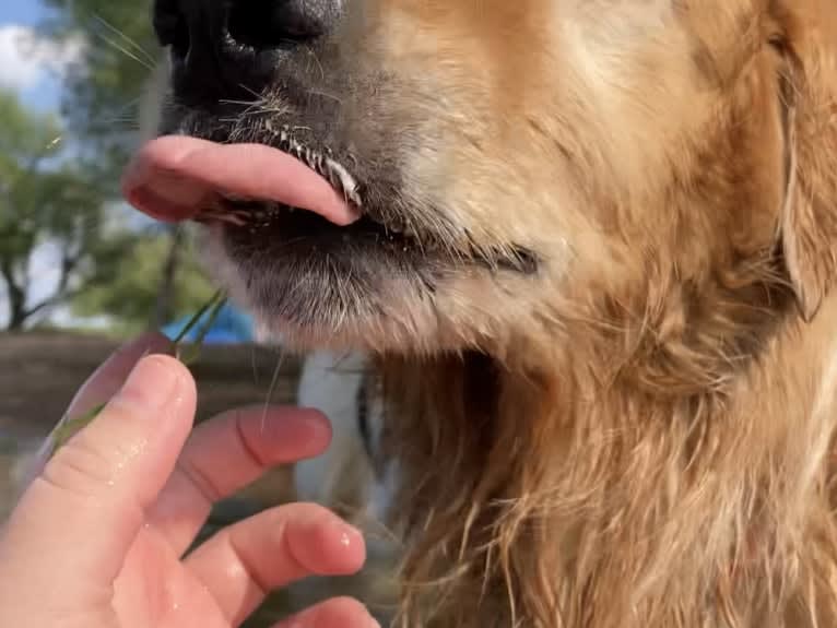 Timber “Gross Manor’s I’ll Be The One You Won’t Forget”, a Golden Retriever tested with EmbarkVet.com