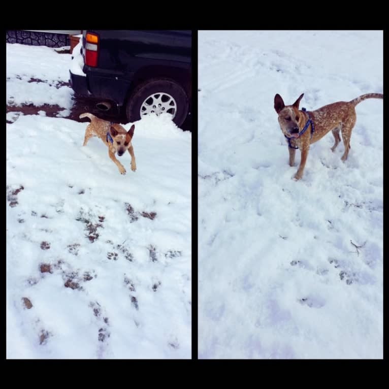 Frost, an Australian Cattle Dog tested with EmbarkVet.com