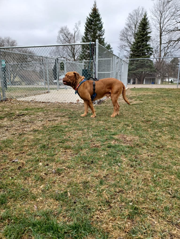 Brutis II, a Dogue de Bordeaux tested with EmbarkVet.com