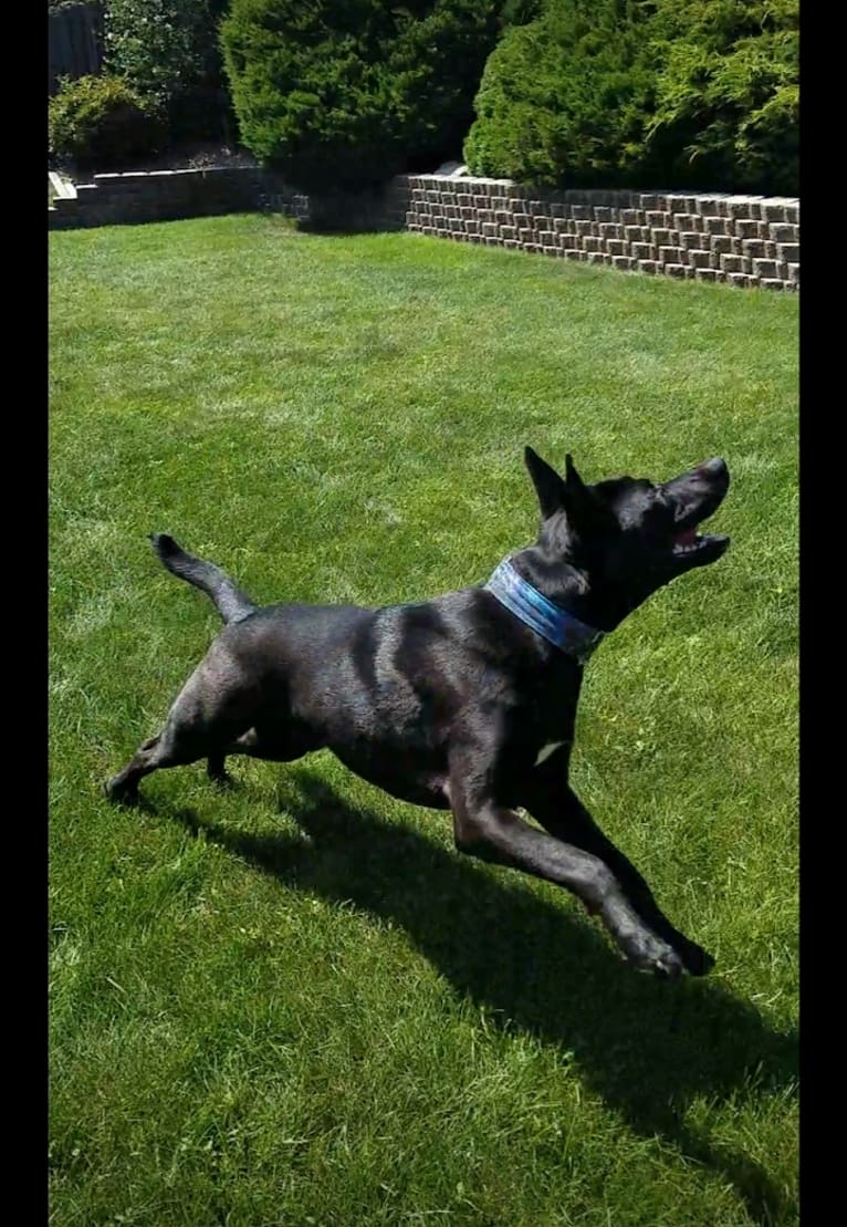 Rowan, a German Shepherd Dog and American Pit Bull Terrier mix tested with EmbarkVet.com