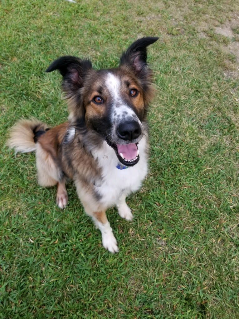 Bentley, an English Shepherd and Collie mix tested with EmbarkVet.com