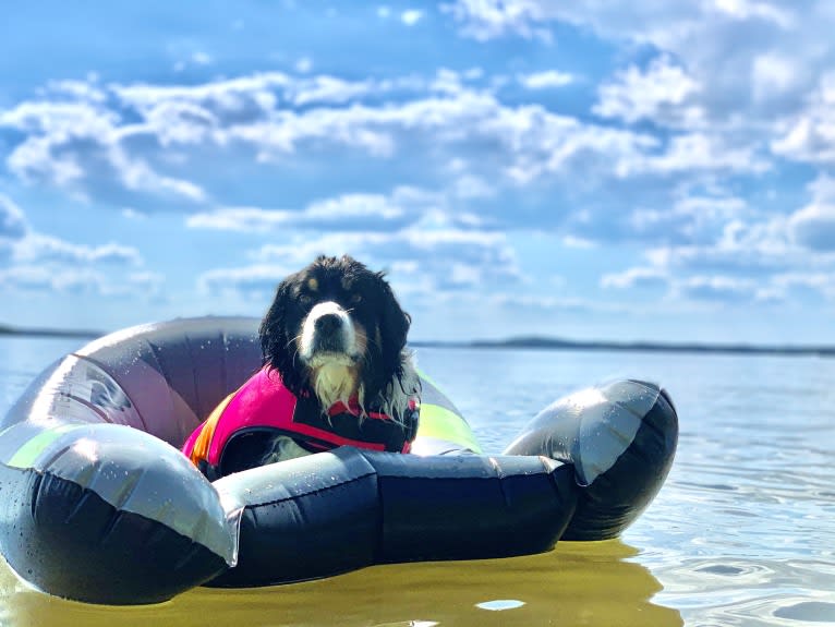 Scarlett, a Brittany and Australian Shepherd mix tested with EmbarkVet.com