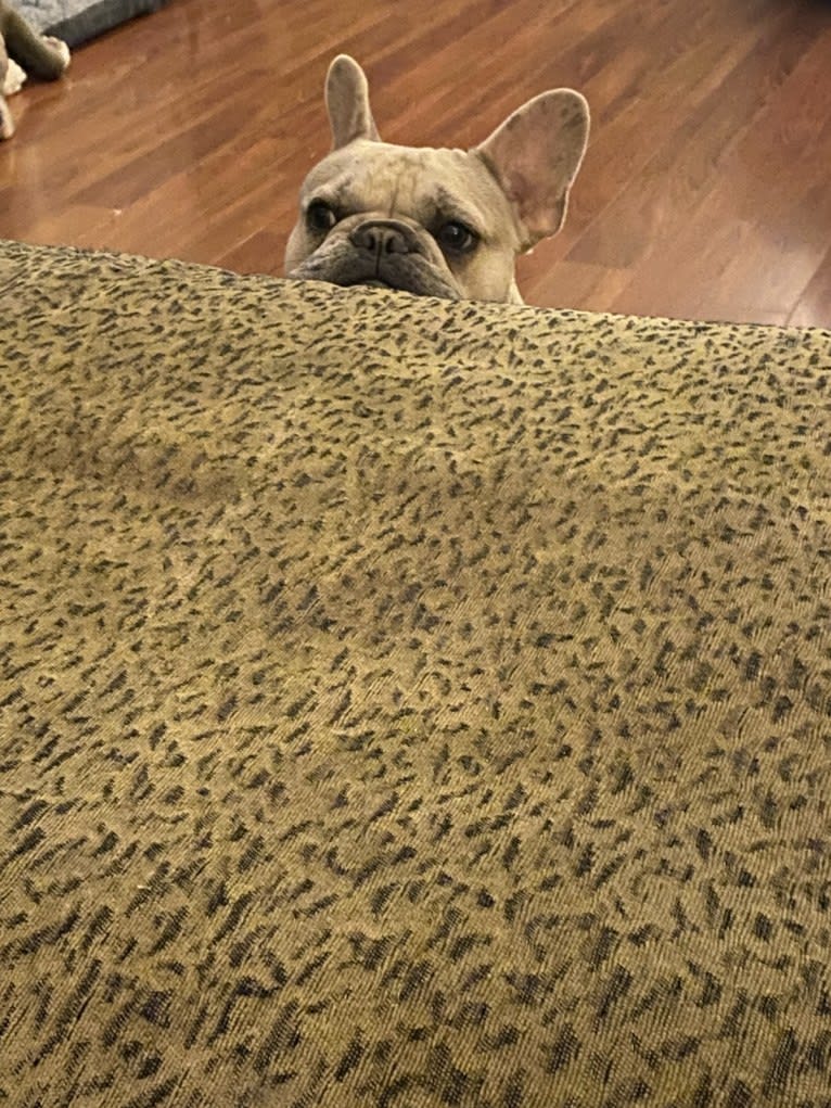 Stella Bean, or Butter Bean, a French Bulldog tested with EmbarkVet.com