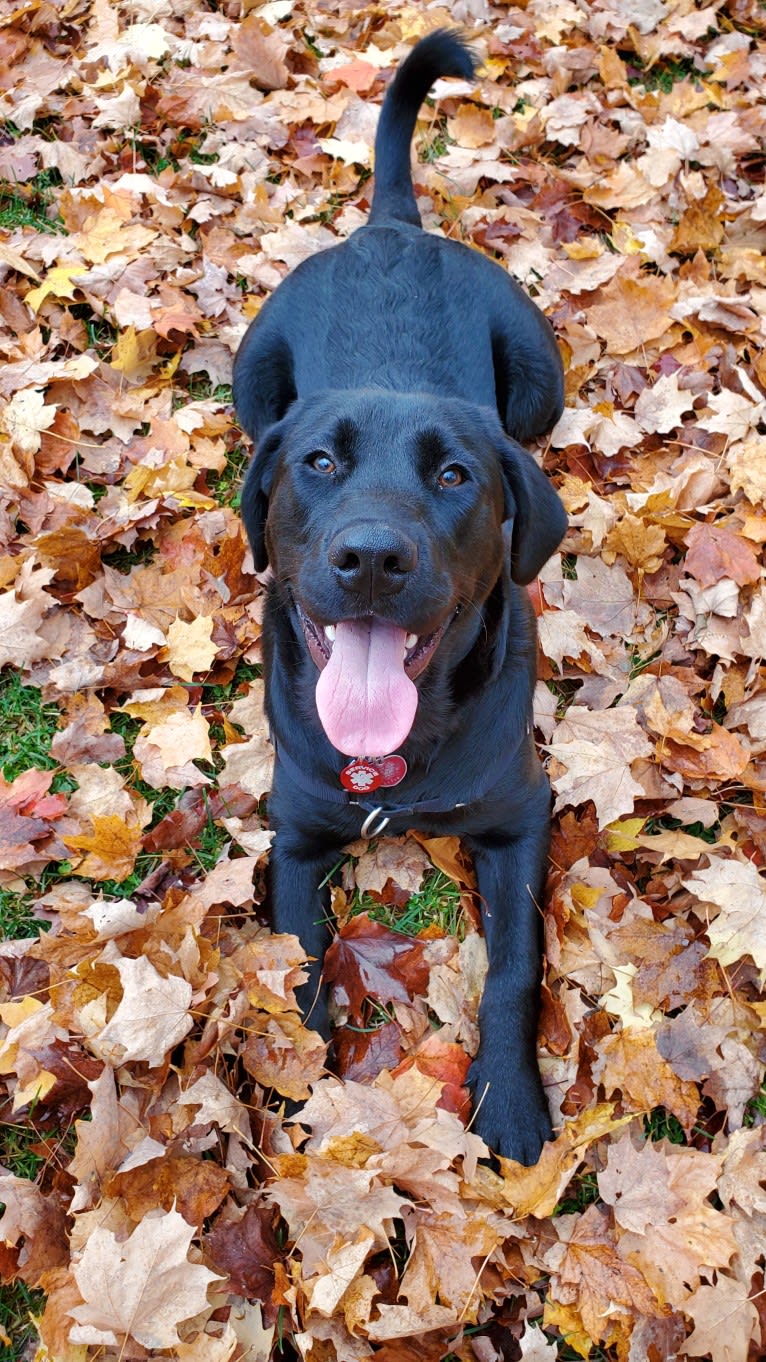 Chowder, a Siberian Husky and Labrador Retriever mix tested with EmbarkVet.com