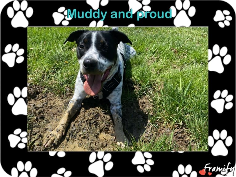 Pongo, an American Pit Bull Terrier and Australian Cattle Dog mix tested with EmbarkVet.com