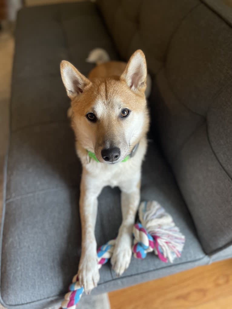 Owston, a Shiba Inu tested with EmbarkVet.com