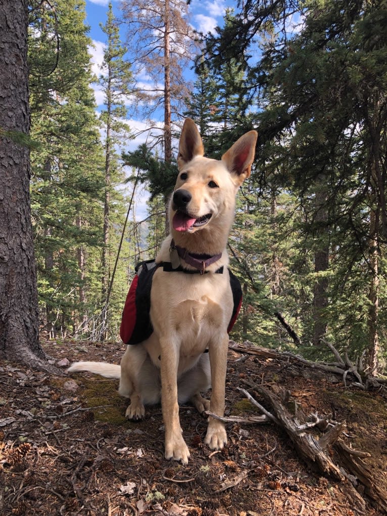 Pearl, an Australian Cattle Dog and Labrador Retriever mix tested with EmbarkVet.com