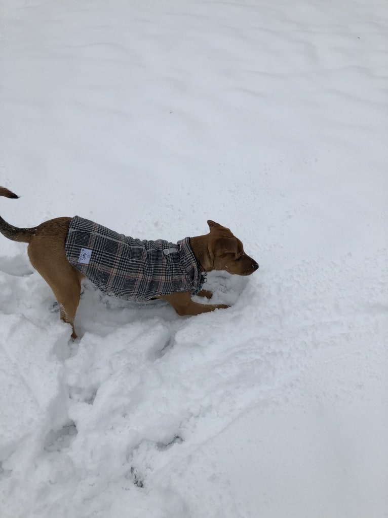 Duchess, a Doberman Pinscher and American Pit Bull Terrier mix tested with EmbarkVet.com