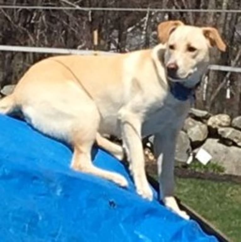 Missy, a Labrador Retriever and American Pit Bull Terrier mix tested with EmbarkVet.com