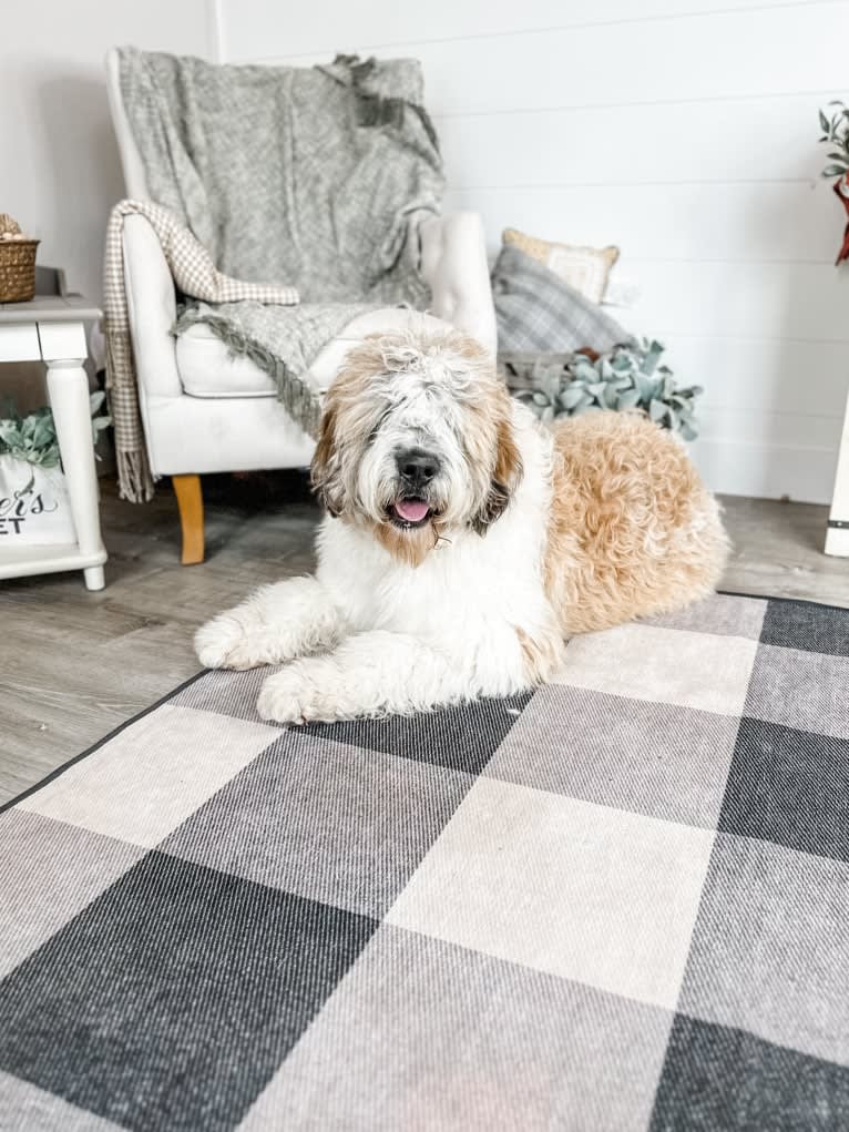Minnie, a St. Berdoodle tested with EmbarkVet.com