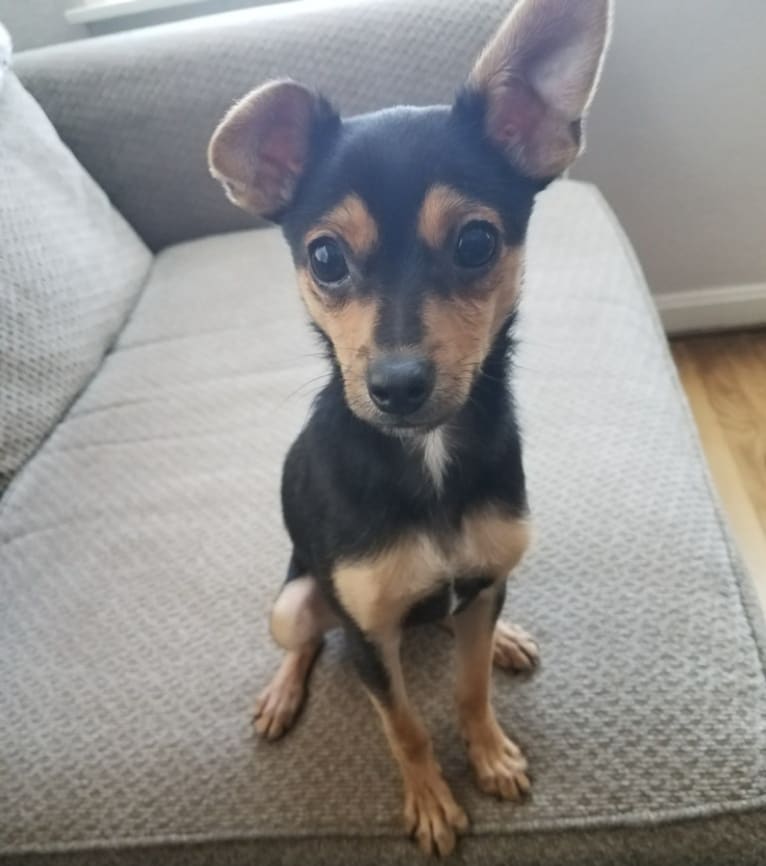 Bowser, a Chihuahua and Pomeranian mix tested with EmbarkVet.com