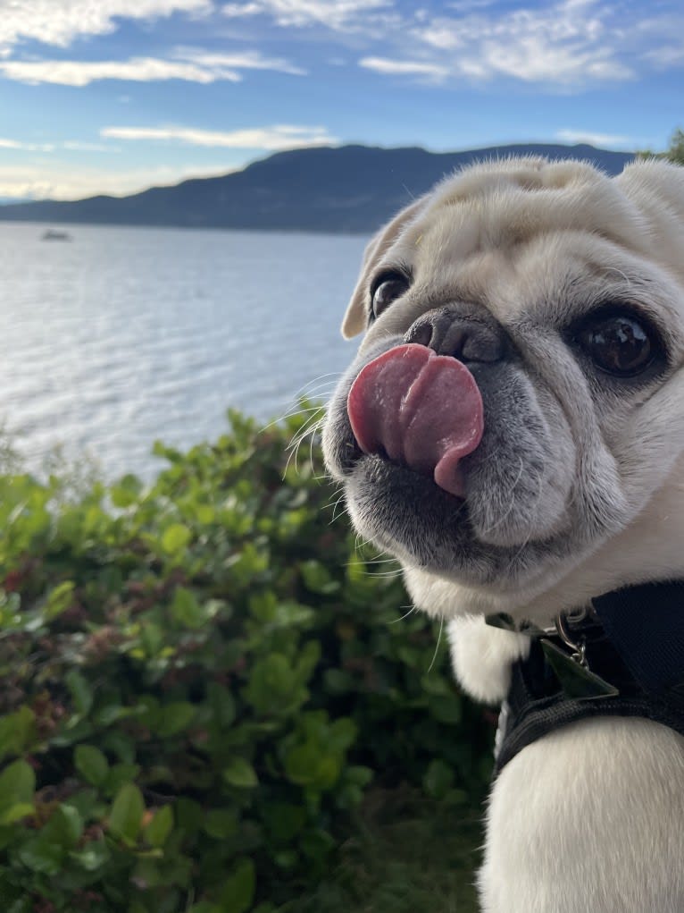 Po, a Pug tested with EmbarkVet.com