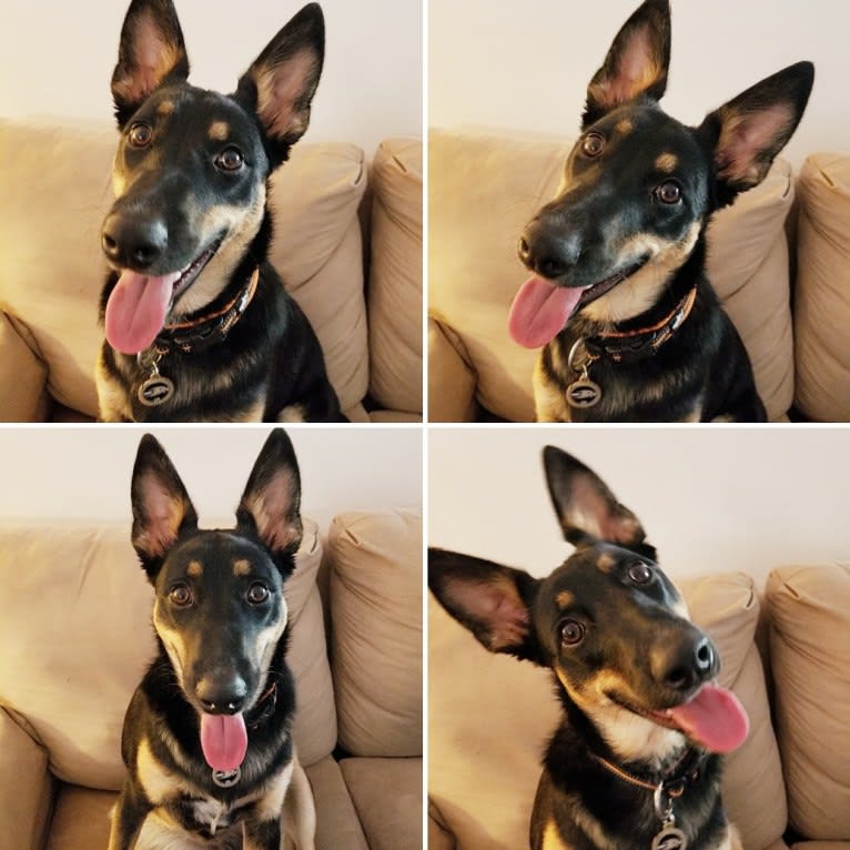 PUCK, an Australian Cattle Dog and German Shepherd Dog mix tested with EmbarkVet.com