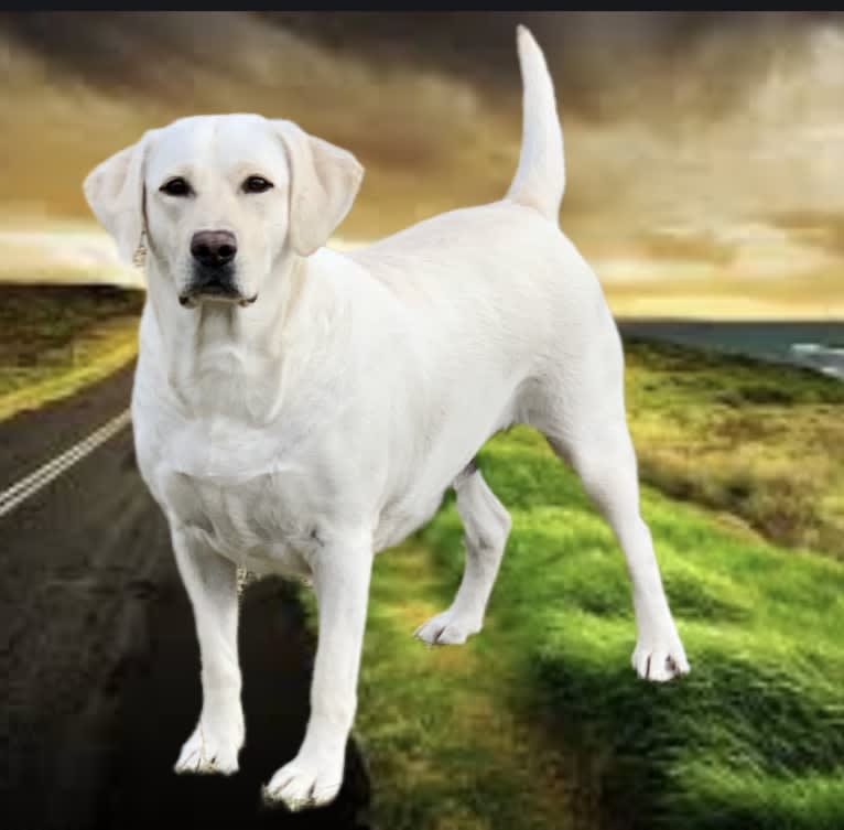 Lucee, a Labrador Retriever tested with EmbarkVet.com