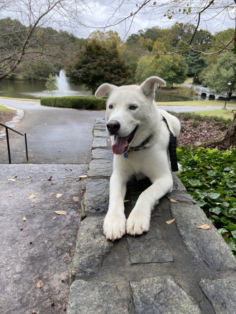 Dash, a Gerberian Shepsky (12.7% unresolved) tested with EmbarkVet.com